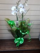orchid plant